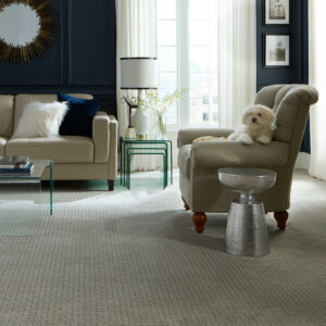 Puppy on couch | CarpetsPlus COLORTILE