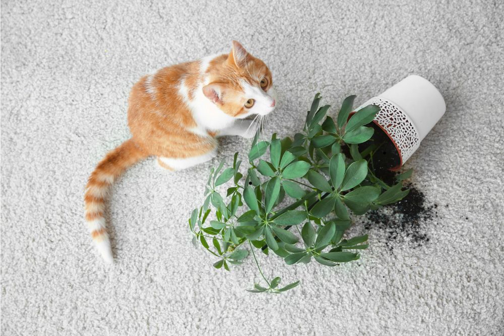 Carpet care | CarpetsPlus COLORTILE